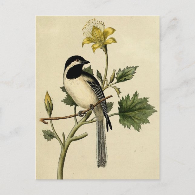 Long Tails Chickadee Postkarte (Vorderseite)