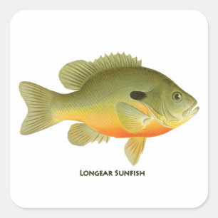 Longear Sunfish Quadratischer Aufkleber