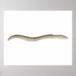 Longfin Snake-ael Poster