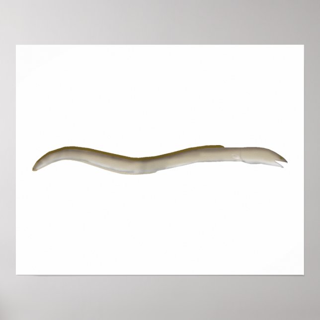 Longfin Snake-ael Poster (Vorne)