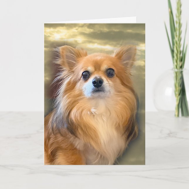 Longhair Chihuahua Card Karte (Vorderseite)
