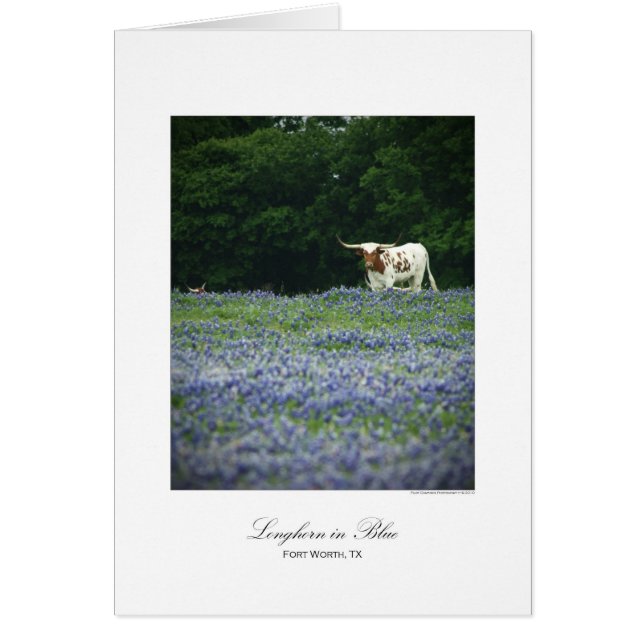 Longhorn bleu (Devant)