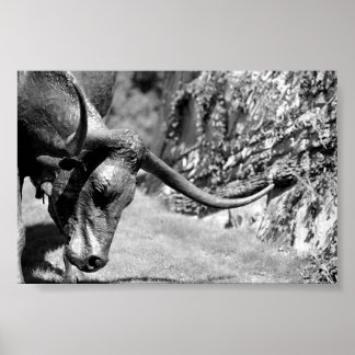 Longhorn Eating Poster