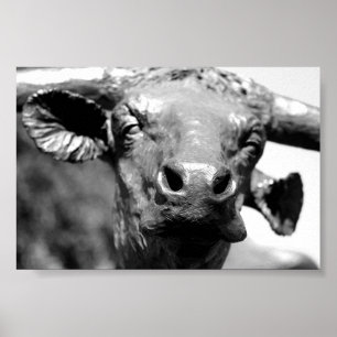 Longhorn herauf nahes poster