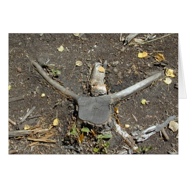 Longhorn Illusion card (Vorderseite (Horizontal))