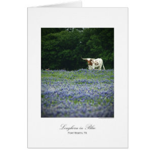 Longhorn im Blau