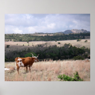 Longhorn in Wichita Mountains Wildlife Refugium Poster