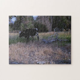 Longhorn Kuh in der Weide