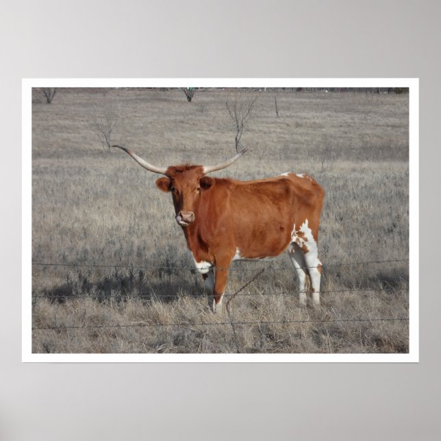 Longhorn Kuh in Weide Poster (Vorne)