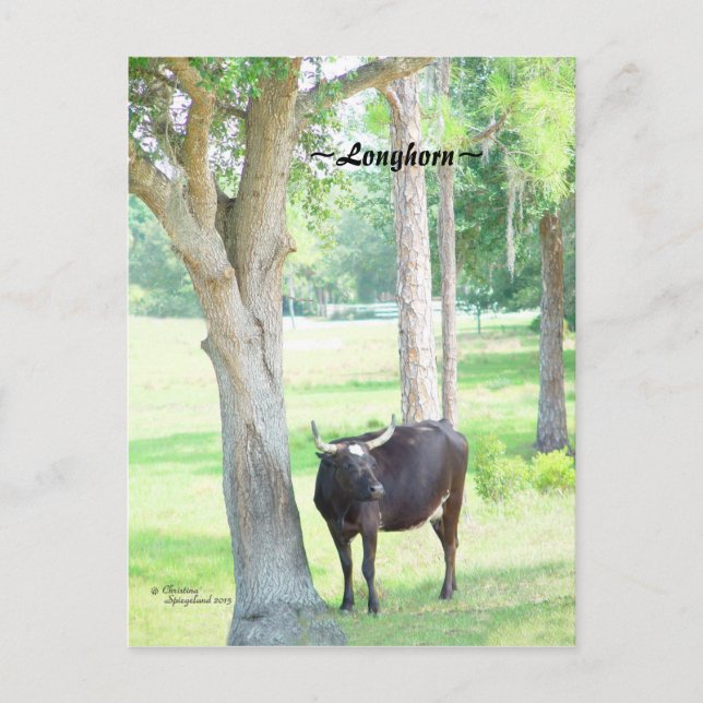 Longhorn Kuh Port Charlotte Florida Postkarte (Vorderseite)