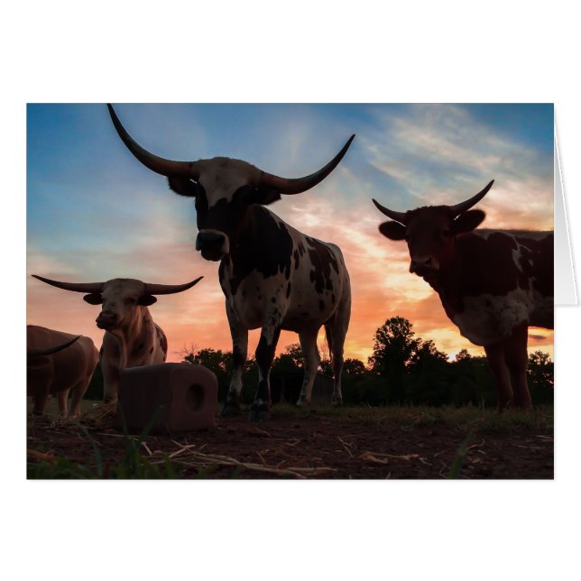 Longhorn-Sonnenuntergang (Vorderseite (Horizontal))