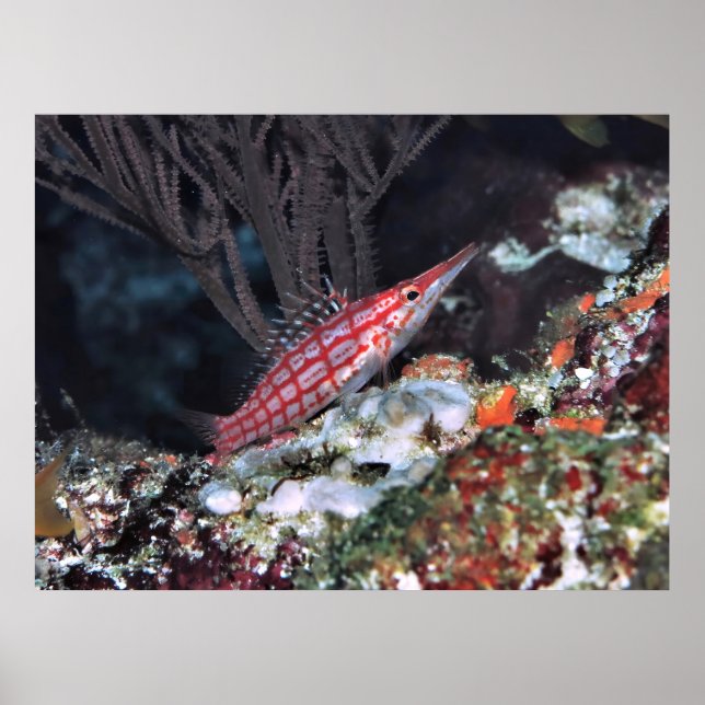 Longnose Hawkfish Poster (Vorne)