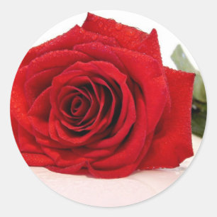 Longs autocollants de rose rouge de tige