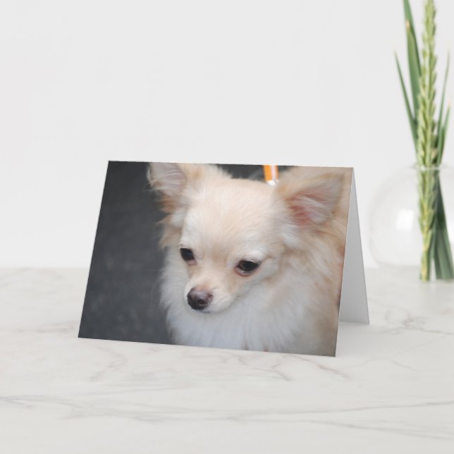 Longue Haired Chihuahua Cartes de voeux (Devant)