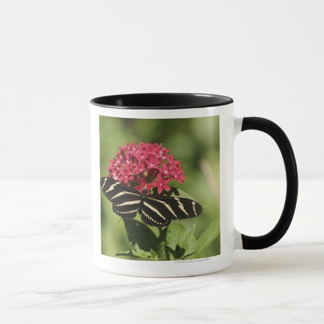 Longwing Schmetterling des Zebra, Heliconius Tasse (Rechts)
