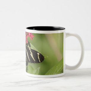 Longwing Schmetterling des Zebra, Heliconius Zweifarbige Tasse
