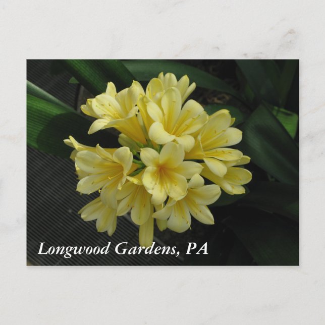 Longwood Gardens, PA Postkarte (Vorderseite)