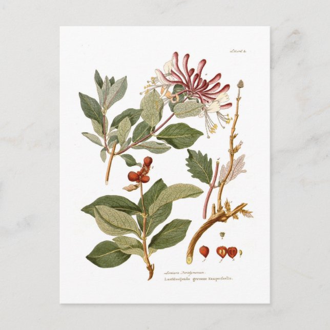 Lonicera periclymenum (Honeysuckle) Postkarte (Vorderseite)