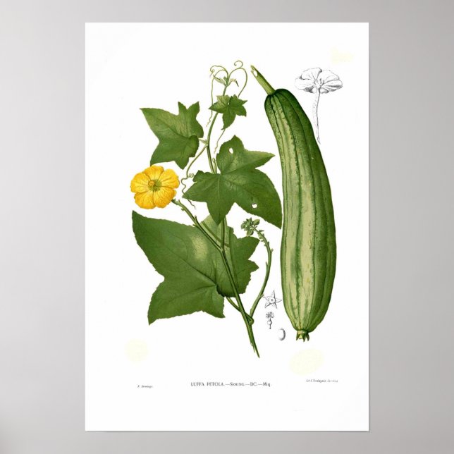 Loofah Poster (Vorne)