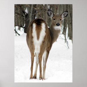 look back, deer poster