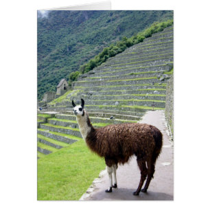 look machu llama