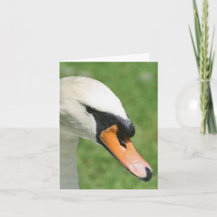 Look Of Kings Schwan Naturfotografie