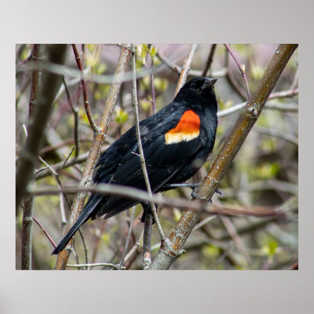 Looking Poster (Vorne)