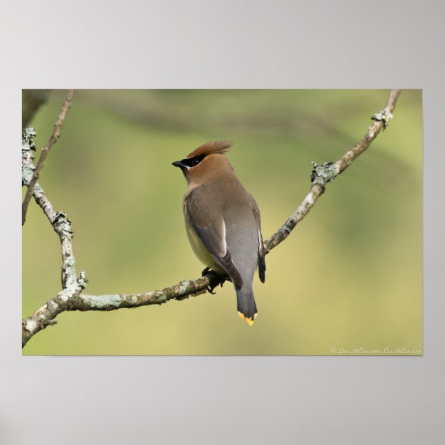 "Looking South" Cedar Waxwing Poster (Vorne)