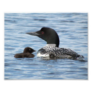 Loon and baby fotodruck