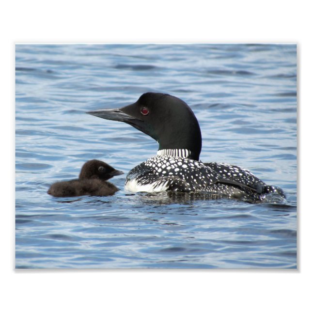 Loon and baby fotodruck (Vorne)