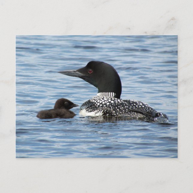 Loon and baby postkarte (Vorderseite)