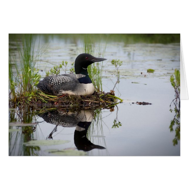 Loon auf Nest (Vorderseite (Horizontal))