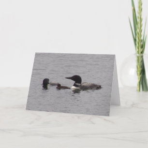Loon Family