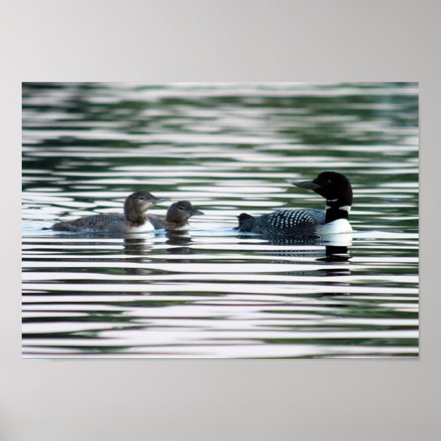 Loon Family Print Poster (Vorne)