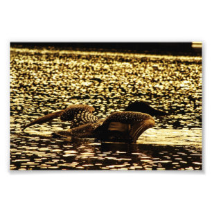 Loon Fotodruck