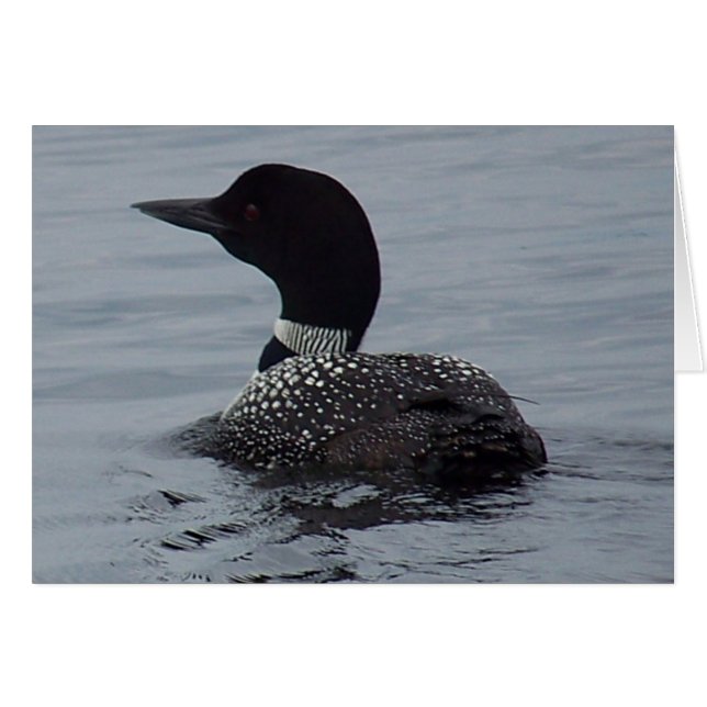 Loon on Pushaw Lake (Vorderseite (Horizontal))