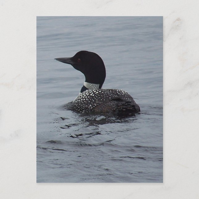 Loon on Pushaw Lake Postkarte (Vorderseite)