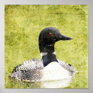 Loon Poster