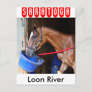 Loon River at Saratoga Postkarte
