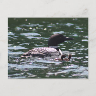 Loon und zwei Babys Postkarte