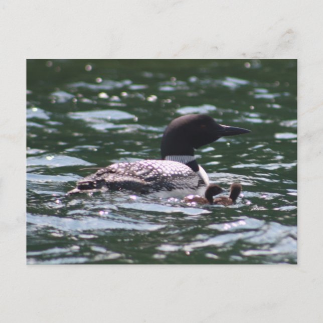 Loon und zwei Babys Postkarte (Vorderseite)