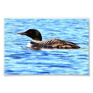 Loon V Fotodruck