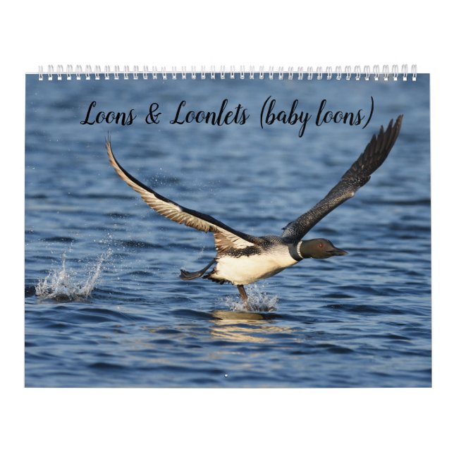 Loons et loonlets (plongeons) Calendrier (Protection)