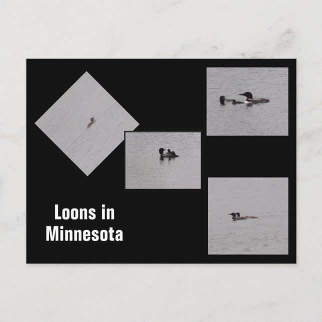 Loons in Minnesota Postkarte (Vorderseite)
