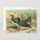 Loons Vintag Bird Illustration Postkarte (Vorne/Hinten)