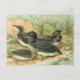 Loons Vintag Bird Illustration Postkarte (Vorderseite)
