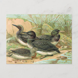 Loons Vintag Bird Illustration Postkarte