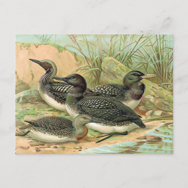 Loons Vintag Bird Illustration Postkarte (Vorderseite)