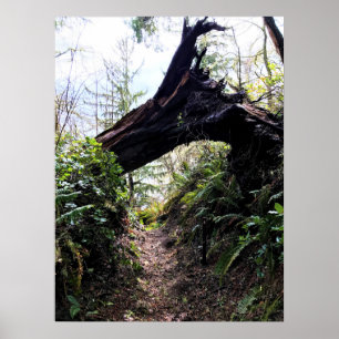 Loop Trail, Cape Enttäuschung, WA Poster
