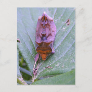 Looper moth ~ Postkarte